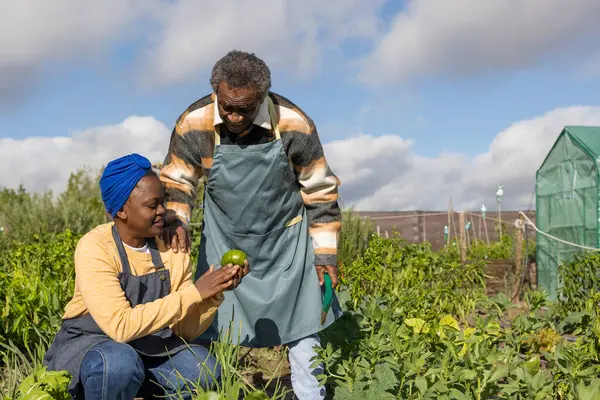 Mladí Starší Zemědělci Sdílejí Znalosti Při Zkoumání Nezralých Rajčat Zahradě — Stock fotografie