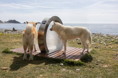 Yazın yıkanacak ve serinleyecek duşlu bir köpek kumsalı..