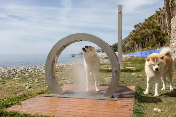 dog on the beach cools off in a dog shower. dog-friendly beaches concept