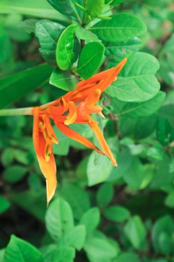 Sarı çiçekler Heliconia psittacorum veya papağan gagası, papağan çiçeği, papağan çiçeği, bahçede sahte cennet kuşu süslemesi