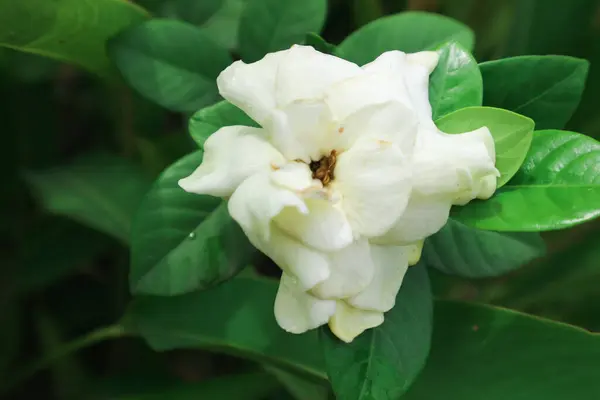 White gardenia flowers. Cape jasmine (Gardenia jasminoides).