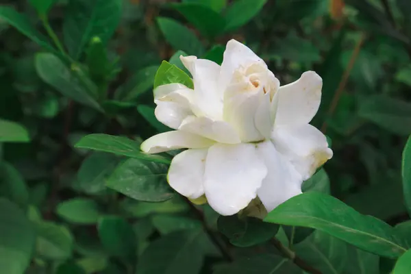 White gardenia flowers. Cape jasmine (Gardenia jasminoides).