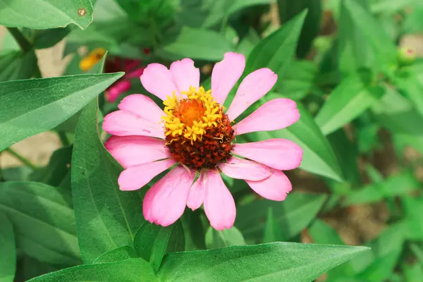 Pink Flower of Peruvian Zinnia or Wild Zinnia Plant (Zinnia Peruviana) - Member of the Asteraceae Family