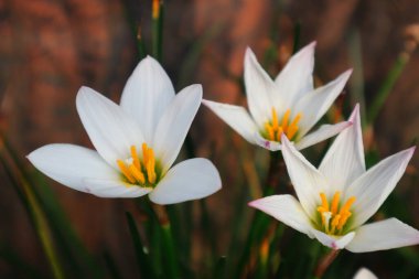 Zephyranthes candida çiçekleri, yaygın isimlerle sonbahar zephyrlly, beyaz rüzgâr çiçeği, beyaz yağmur zambağı, Peru bataklık zambağı. Makro beyaz çiçek