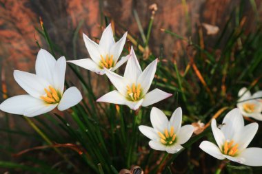 Zephyranthes candida çiçekleri, yaygın isimlerle sonbahar zephyrlly, beyaz rüzgâr çiçeği, beyaz yağmur zambağı, Peru bataklık zambağı. Makro beyaz çiçek