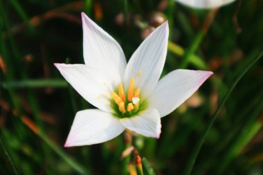 Zephyranthes candida çiçekleri, yaygın isimlerle sonbahar zephyrlly, beyaz rüzgâr çiçeği, beyaz yağmur zambağı, Peru bataklık zambağı. Makro beyaz çiçek