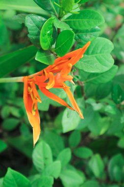 Sarı çiçekler Heliconia psittacorum veya papağan gagası, papağan çiçeği, papağan çiçeği, bahçede sahte cennet kuşu süslemesi