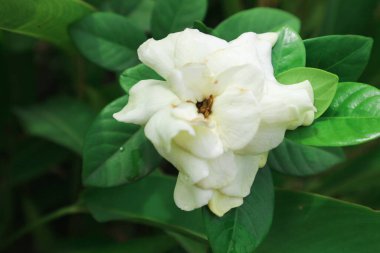 Beyaz gardenya çiçekleri. Cape yasemin (Gardenya yaseminoidleri).