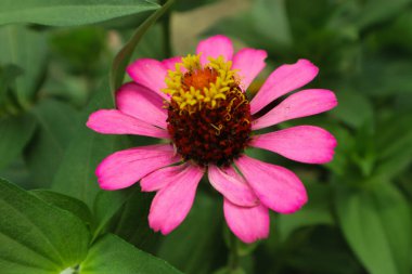 Zinnia Peruviana veya Vahşi Zinnia Bitkisi (Zinnia Peruviana) - Asteraceae ailesinin bir üyesi
