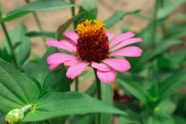 Zinnia Peruviana veya Vahşi Zinnia Bitkisi (Zinnia Peruviana) - Asteraceae ailesinin bir üyesi
