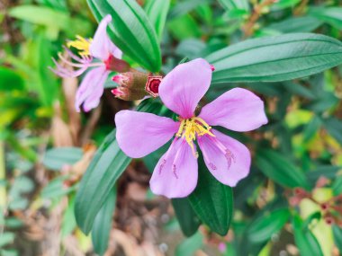 Bu Melastoma Malabathricum ağacından bir çiçek. Melastoma ailesi Melastomataceae Bilimsel adı Melastoma malabathricum L.