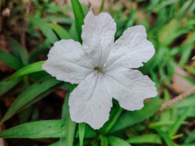 Waterkanon, Watrakanu, Minnieroot, Demir Kök, Feverroot 'un beyaz çiçekleri, bulanık arka planda patlayan kapsül. (Bilimsel adı Ruellia tuberosa)