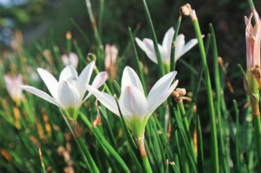 Zephyranthes candida çiçekleri, yaygın isimlerle sonbahar zephyrlly, beyaz rüzgâr çiçeği, beyaz yağmur zambağı, Peru bataklık zambağı. Makro beyaz çiçek