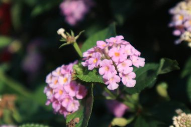 Bahçede açan Lantara Camara çiçeği.