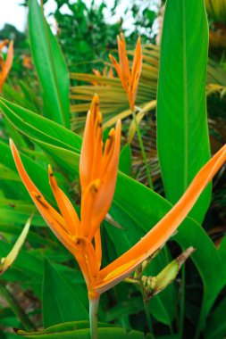 Sarı çiçekler Heliconia psittacorum veya papağan gagası, papağan çiçeği, papağan çiçeği, bahçede sahte cennet kuşu süslemesi