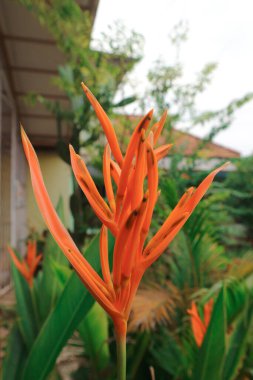 Sarı çiçekler Heliconia psittacorum veya papağan gagası, papağan çiçeği, papağan çiçeği, bahçede sahte cennet kuşu süslemesi