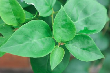 Kağıt çiçek bitkisi ya da Latince adı bougainvillea glabra düzensiz saplara sahiptir ve dik büyümez..