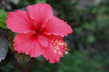 Hibiscus rosa-sinensis. Bu, güneşli bir günde pembe çiçekli ve yeşil yapraklı tropikal bir bitki..