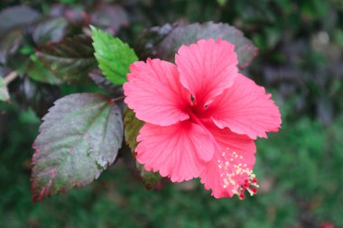 Hibiscus rosa-sinensis. Bu, güneşli bir günde pembe çiçekli ve yeşil yapraklı tropikal bir bitki..