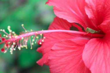 Hibiscus rosa-sinensis. Bu, güneşli bir günde pembe çiçekli ve yeşil yapraklı tropikal bir bitki..