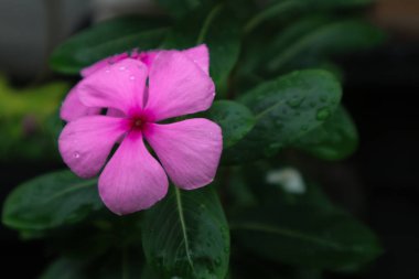 Güzel pembe Catharanthus gülü. Ayrıca Cape Periwinkle, Mezarlık bitkisi, yaşlı kız kurusu, yıllık vinca multiflora, Apocynaceae çiçek planlama olarak da bilinir.