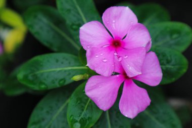 Güzel pembe Catharanthus gülü. Ayrıca Cape Periwinkle, Mezarlık bitkisi, yaşlı kız kurusu, yıllık vinca multiflora, Apocynaceae çiçek planlama olarak da bilinir.