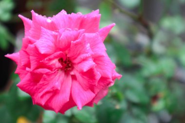 Rosa Lucieae Çiçek Gösterisinin Enfes Kapanışı Karmaşık Yaprakları ve Zamansız Güzelliği.