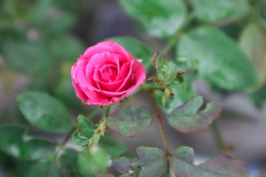 Rosa Lucieae Çiçek Gösterisinin Enfes Kapanışı Karmaşık Yaprakları ve Zamansız Güzelliği.