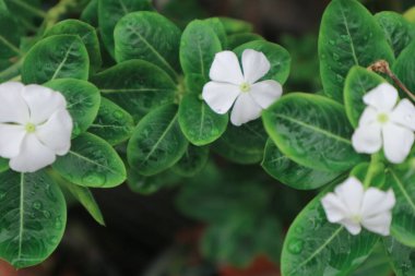 Catharanthus Roseus 'u kapat (yaygın adları menekşe rengi, Vinca rosea). Bahçedeki beyaz çiçeğe yağmur damlası