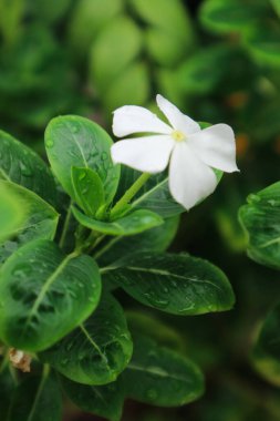 Catharanthus Roseus 'u kapat (yaygın adları menekşe rengi, Vinca rosea). Bahçedeki beyaz çiçeğe yağmur damlası