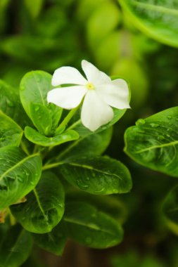 Catharanthus Roseus 'u kapat (yaygın adları menekşe rengi, Vinca rosea). Bahçedeki beyaz çiçeğe yağmur damlası