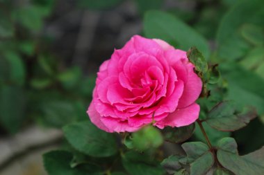 Rosa Lucieae Çiçek Gösterisinin Enfes Kapanışı Karmaşık Yaprakları ve Zamansız Güzelliği.
