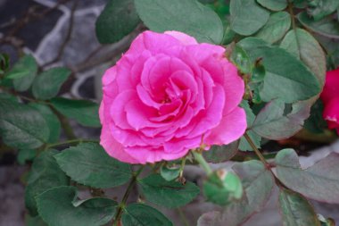 Rosa Lucieae Çiçek Gösterisinin Enfes Kapanışı Karmaşık Yaprakları ve Zamansız Güzelliği.
