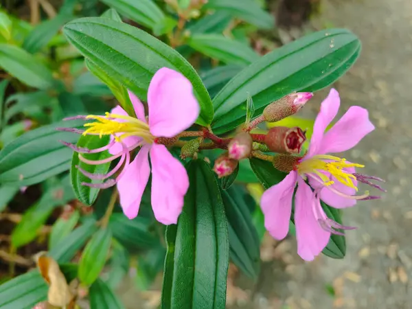 stock image This is a flower from a tree Melastoma Malabathricum. Melastoma family Melastomataceae Scientific name Melastoma malabathricum L.