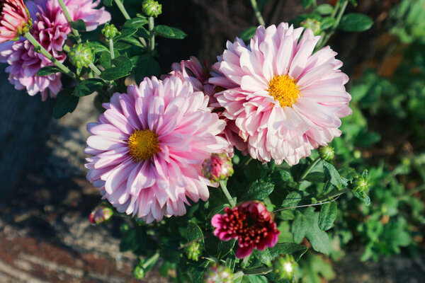 Close up view of pink painted daisy flowers, Leucanthemum, Tanacetum coccineum, blossoms, chrysanthemum