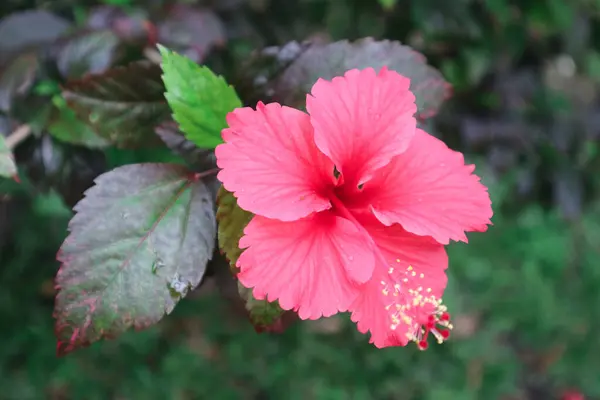 stock image Hibiscus rosa-sinensis. This is a tropical evergreen plant with pink flowers and green leaves during the sunny day.