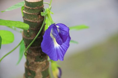 The ternate gourd is the most popular species of all the species in the genus Clitoria. Ternate telang is an endemic plant species native to the island of Ternate which belongs to the Fabaceae family. clipart