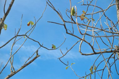 Mavi bir arkaplanda kuru ağaç dalları