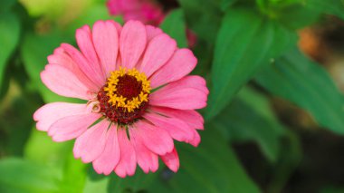 Zinnia Peruviana veya Vahşi Zinnia Bitkisi (Zinnia Peruviana) - Asteraceae ailesinin bir üyesi