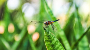Orthetrum sabina (Yeşil Bataklık Şahini) pruinosum