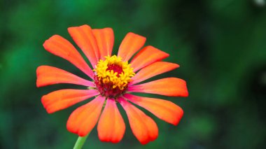 Zinnia Peruviana veya Vahşi Zinnia Bitkisi (Zinnia Peruviana) - Asteraceae ailesinin bir üyesi