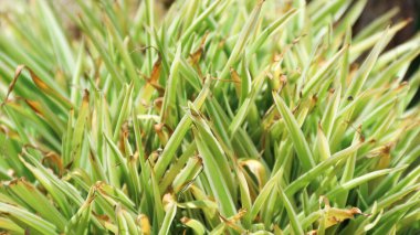 Carex Morrowii çizmesi, Japon Çimen Çimeni ve Karex Buz Dansı olarak da bilinir.