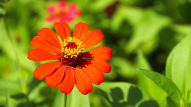 Zinnia Peruviana veya Vahşi Zinnia Bitkisi (Zinnia Peruviana) - Asteraceae ailesinin bir üyesi