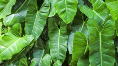Burle Marx philodendron 'un (Philodendron imbe) kalp şeklindeki yeşil yaprak dokusu koyu arkaplan üzerindeki tropikal yaprak bitkisi..