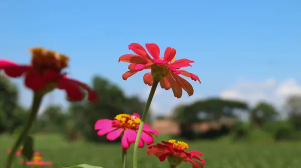 Zinnia Peruviana veya Vahşi Zinnia Bitkisi (Zinnia Peruviana) - Asteraceae ailesinin bir üyesi