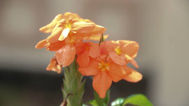 Çiçek açan portakal çiçekleri dekoratif tropikal çalılar Crossandra Infundibuliforis veya Firecracker Flower.