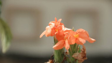 Çiçek açan portakal çiçekleri dekoratif tropikal çalılar Crossandra Infundibuliforis veya Firecracker Flower.