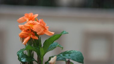 Çiçek açan portakal çiçekleri dekoratif tropikal çalılar Crossandra Infundibuliforis veya Firecracker Flower.