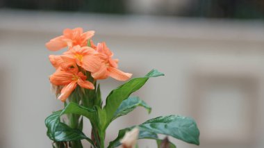 Çiçek açan portakal çiçekleri dekoratif tropikal çalılar Crossandra Infundibuliforis veya Firecracker Flower.