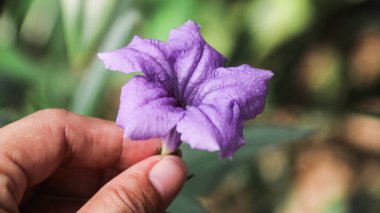 Ruellia tuberosa ya da Purple Kencana ya da Ruellia brittoniana ya da Ruellia tuberosa ya da Mor Ruellia çiçeğinin yeşil yapraklar üzerinde çiçek açması.